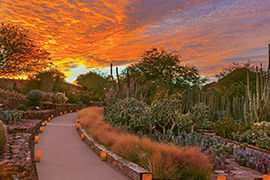 Desert Botanical Garden