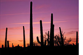 Tucson skyline Saguaro