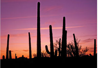 Tucson skyline Saguaro