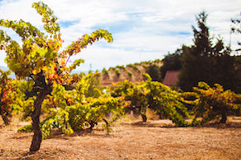 ridge-vineyards-silicon-valley