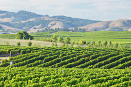 wine country