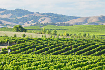 wine country