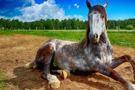 animal meetings events
