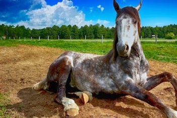 animal meetings events