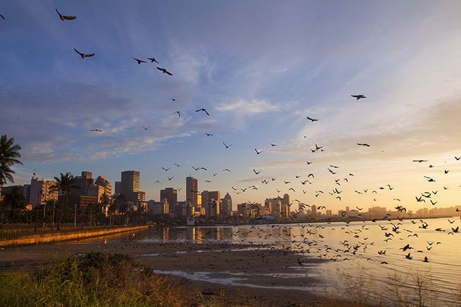 Wilsons Warf Birds Durban Wilsons Warf Birds Durban