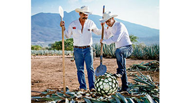 agave planters agave planters