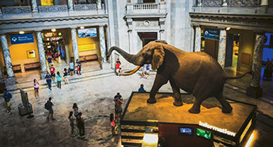 National Museum of Natural History Washington National Museum of Natural History Washington