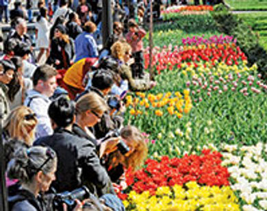 Brooklyn Botanic Garden offers 52
acres in the heart of Brooklyn