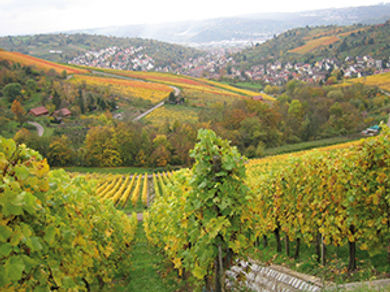 Stuttgart is one of the largest wine-growing areas in Germany.