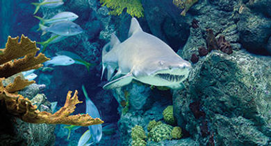 Wild Dolphin Cruise Aquarium