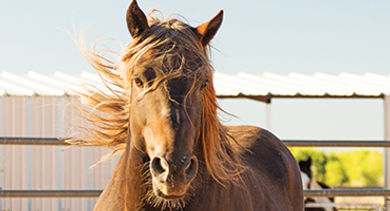 Santa Fe Horses