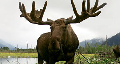 Alaska moose stock