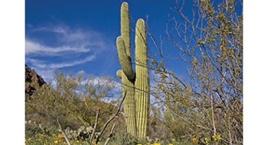Saguaro cacti stock