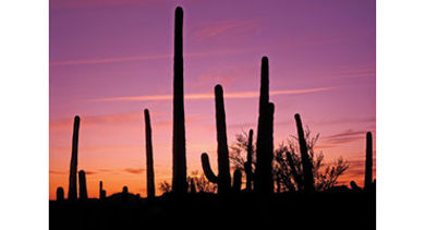 Tucson skyline Saguaro Tucson skyline Saguaro
