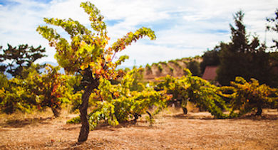 ridge-vineyards-silicon-valley