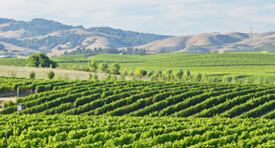 wine country
