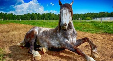 animal meetings events