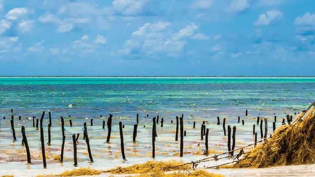 beslutte Grand fritid Taking in Zanzibar's Wild East Coast | TravelAge West
