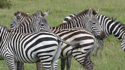 Zebras survive a crossing of the Mara River, the site of the annual wildebeest and zebra migration. // © 2015 Africas Best Photos 2