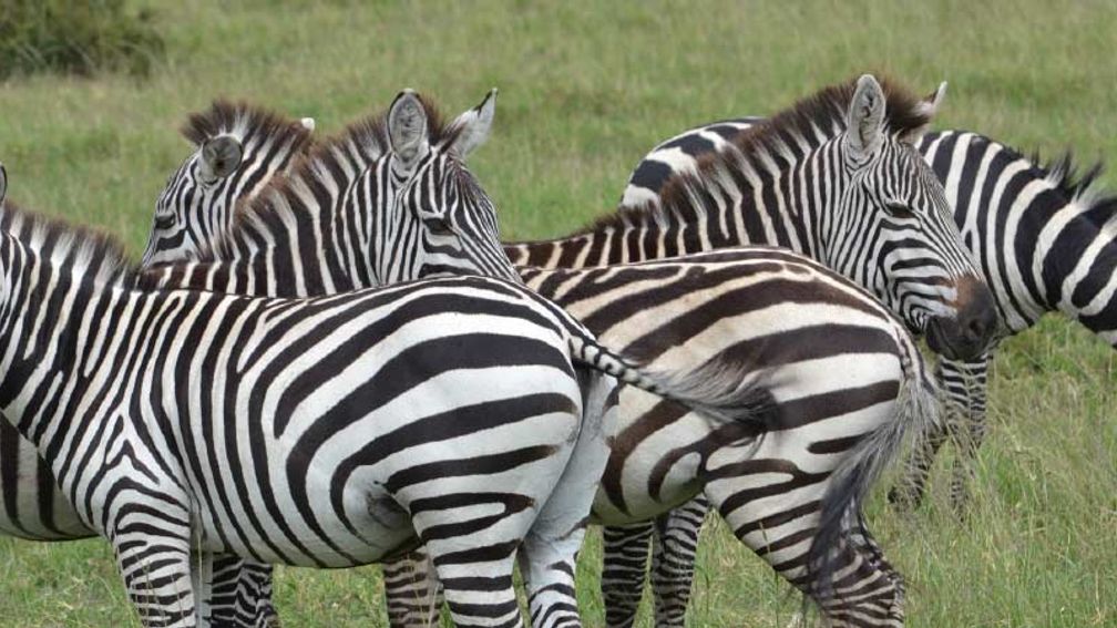 Zebras survive a crossing of the Mara River, the site of the annual wildebeest and zebra migration. // © 2015 Africas Best Photos 2