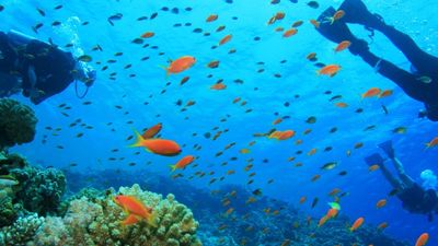 Mnemba is an underwater paradise like nowhere else.  // © 2013 Rich Carey F