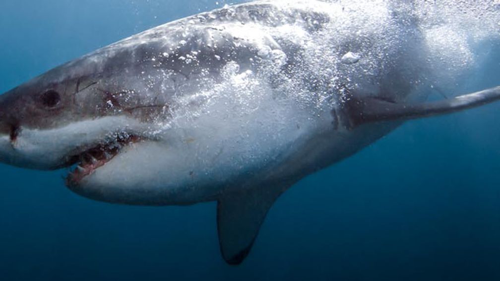 Great white sharks are protected in South Africa. // © 2012 White Shark Diving Co. 3