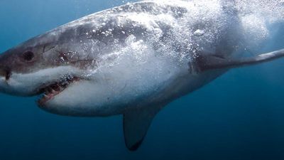 Great white sharks are protected in South Africa. // © 2012 White Shark Diving Co. 3