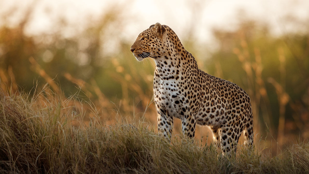 Review Exoticca s Cape Kruger Explorer Tour in South Africa TravelAge West