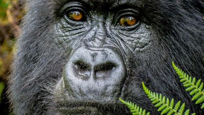On a gorilla trek in Rwanda, groups can get close to the endangered animals. // © 2013 Bob Demyan F