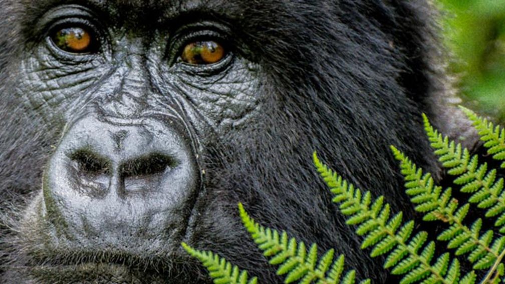 On a gorilla trek in Rwanda, groups can get close to the endangered animals. // © 2013 Bob Demyan F