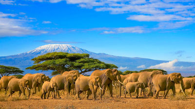 The Kenya Tourism Board recently enhanced its Magic Kenya Travel Specialist Program for travel agents.