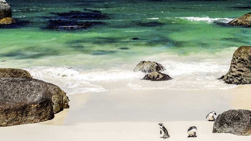 In Cape Town, guests can visit Boulders Beach, which is known for its sunbathing penguin colony. // © 2014 LuckyToBeThere/iStock F