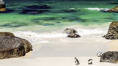 In Cape Town, guests can visit Boulders Beach, which is known for its sunbathing penguin colony. // © 2014 LuckyToBeThere/iStock F