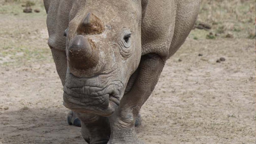 Where to Find the Last Male Northern White Rhinoceros