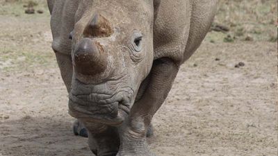 Born in South Sudan, Sudan was caught and sent to Dvur Kralove Zoo before arriving to Ol Pejeta Conservancy for a "Last Chance To Survive" breeding program. // © Ol Pejeta Conservancy