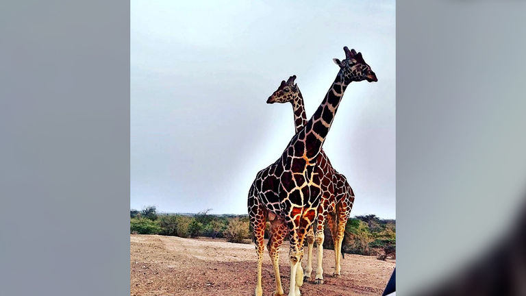 See wildlife via a Land Cruiser excursion.
