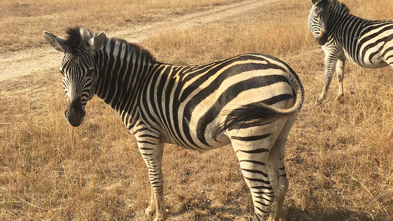 In the coup’s immediate aftermath, Zimbabwe remained a popular destination for safari-goers.
