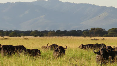 Zohar African Safaris, which offers customized safaris to five countries in East Africa, has launched agent-friendly initiatives for 2015. // © 2015 Zohar African Safaris