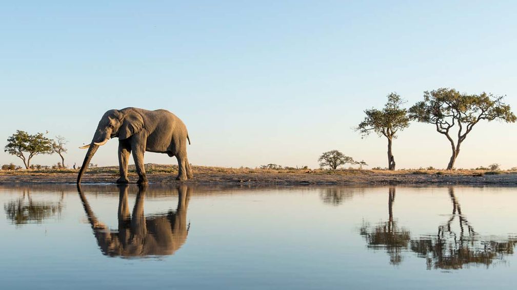 What to Know Before Planning a Safari in Botswana