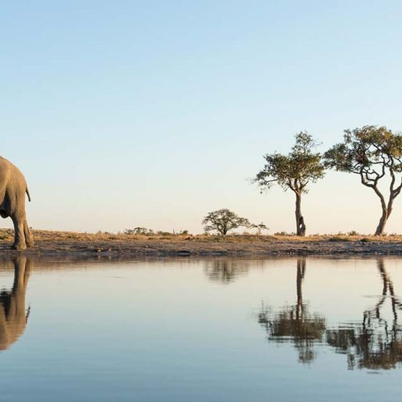 What to Know Before Planning a Safari in Botswana