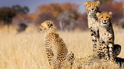 South African cheetahs can be spotted within Karongwe Private Game Reserve. // © 2016 iStock 2