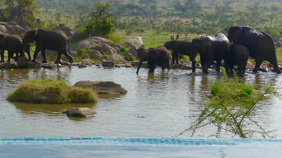 Guests may catch sight of elephants on their trek to the water hole. // © 2018 Christine Loomis