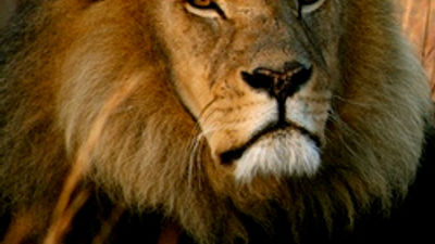 Lodge for the Lions