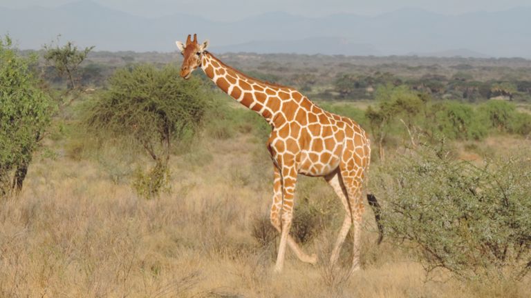 The reticulated giraffe is among the special species visitors can see in Samburu.