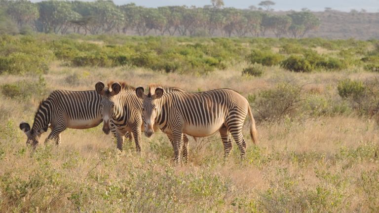 Part of the “Samburu Special Five,” Grevy’s zebra have narrower stripes and rounder ears than more common plains zebra.
