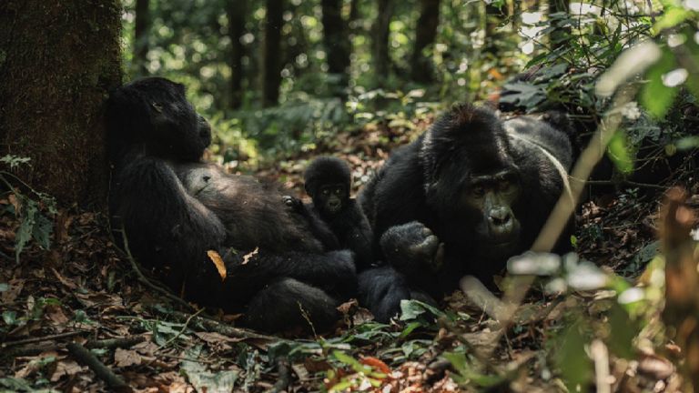 Bwindi Impenetrable National Park in Uganda is one of the only places in the world where travelers can see gorillas in the wild.