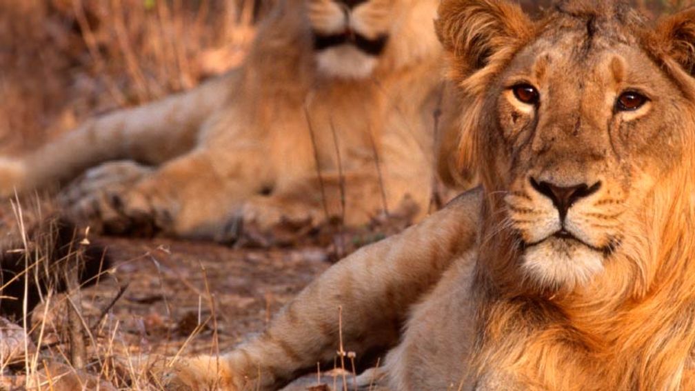 The Gir forest in Gujarat is the only place in the world that has Asiatic lions. // © 2015 iStock 2
