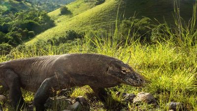 Komodo National Park is home to about 2,500 komodo dragons. // © 2017 iStock