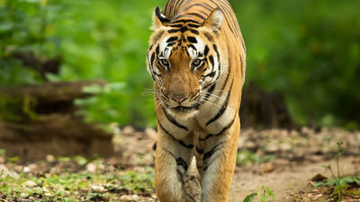 India is home to more than half the world’s population of wild tigers. // © 2018 Getty Images