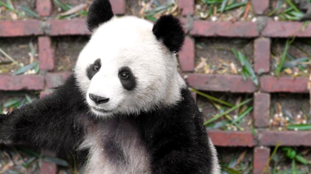 China’s Sichuan Province is famous for its giant panda population. // © 2013 Mindy Poder 3